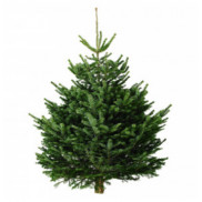 Пихта Кавказская