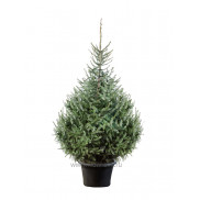 Ель Сербская Оморика