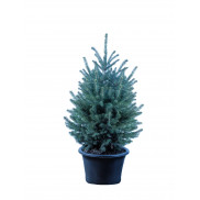 Живая голубая ель Глаука в горшке