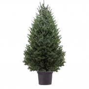 Пихта Фразера в горшке