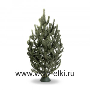 Сосна Новогодняя живая