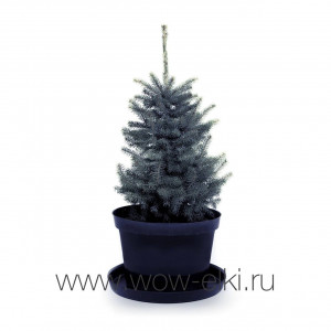 Живая голубая ель Глаука в горшке
