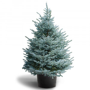 Живая голубая ель Фат Альберт в горшке "Fat Albert"