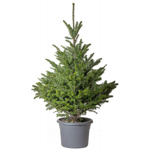 Пихта корейская в горшке (Abies koreana)