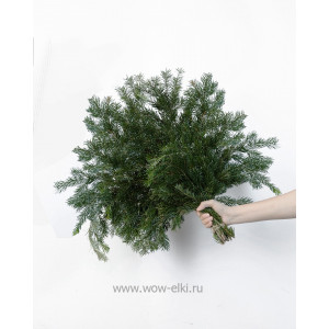 Лапник Пихты Сибирской