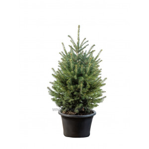 Ель зеленая в горшке