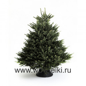 Пихта Кавказская срезанная