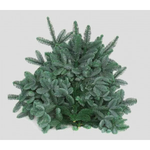 Лапник Пихты Нобилис